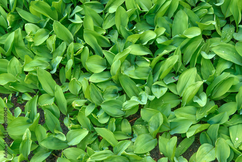 Cuadro en lienzo Closeup of many thick-set lilies of the valley.