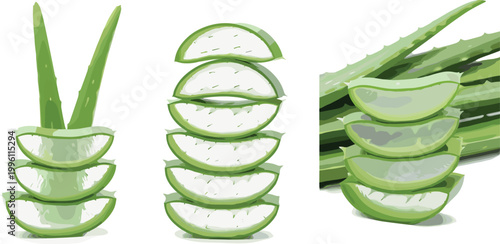 Fresh Aloe Vera Plant and Sliced Leaf Set with Gel Texture for Skincare, Herbal, Beauty, and Natural Medicine Illustration Designs