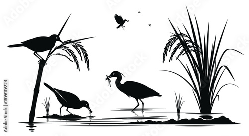 Birds standing in shallow water eating.