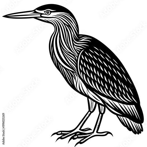 A black and white illustration of a heron standing with intricate feather details and a long beak on a plain background.