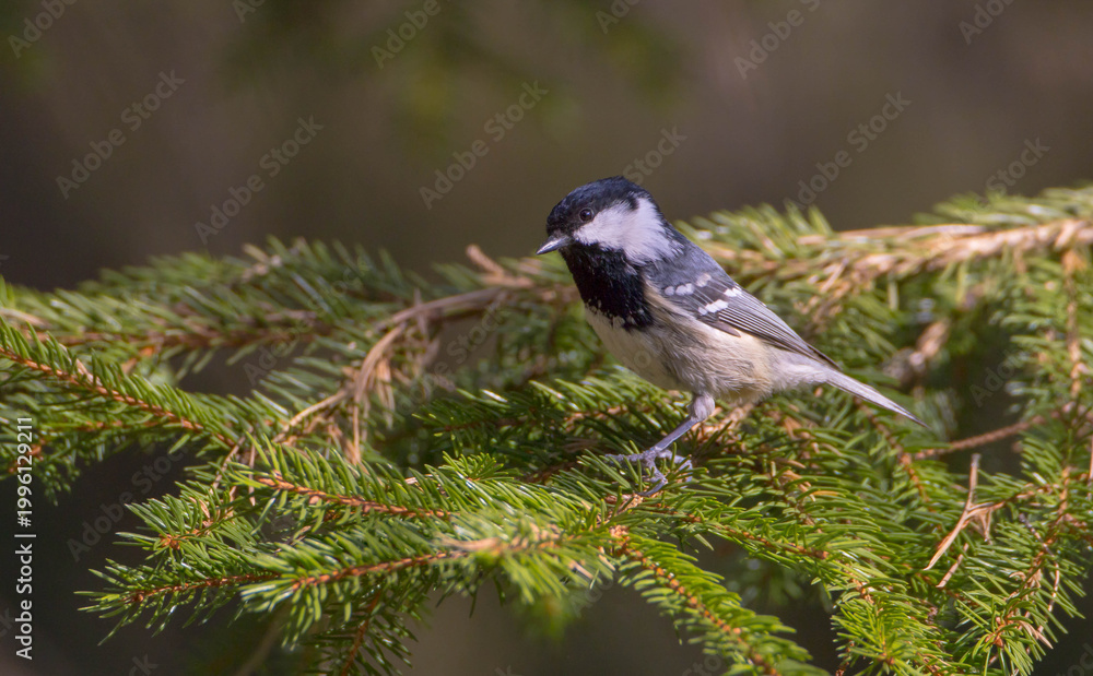 Obraz premium Coal tit at a wet forest in spring
