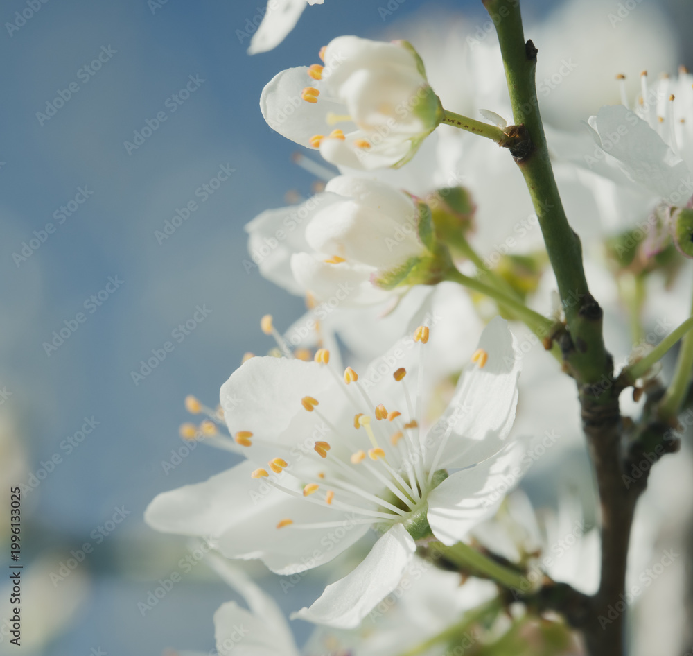 Obraz premium White Spring Blossoms on Branch Against Soft Blue Sky