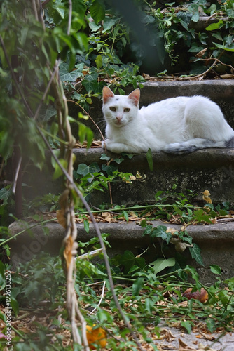 Cute cat in a Mediterranean garden. Selective focus. 