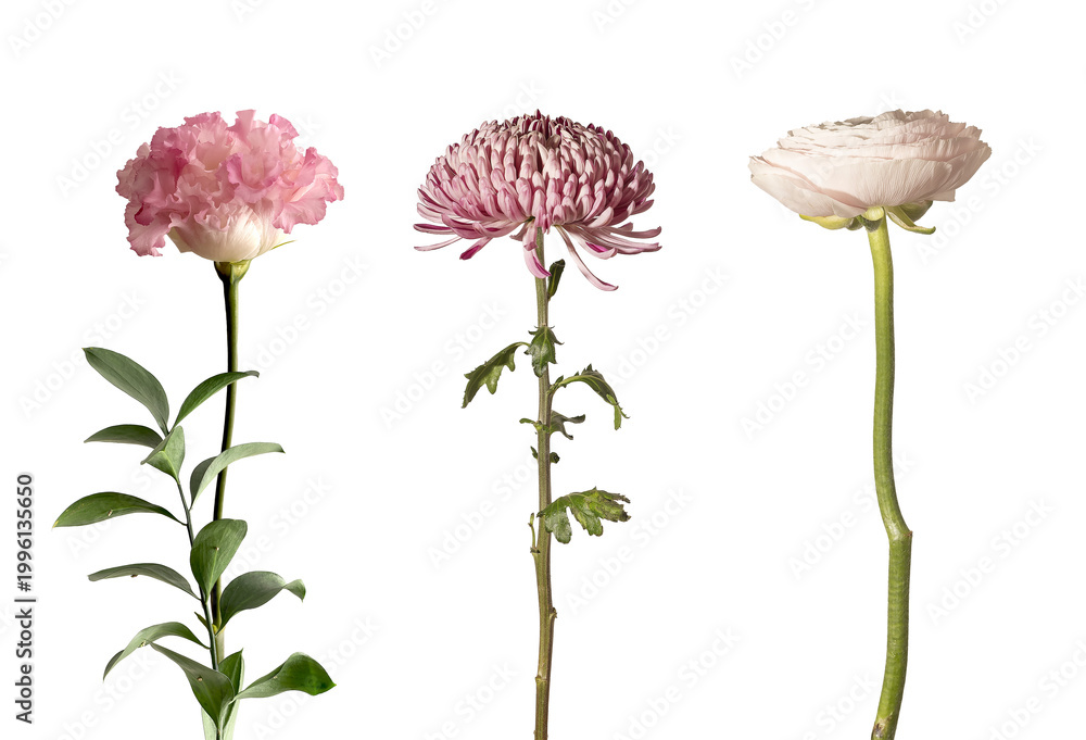 Fototapeta premium Pink carnation with ruscus branch on white background. A refined vertical floral composition with cut flower and greenery. Ideal for wedding design,