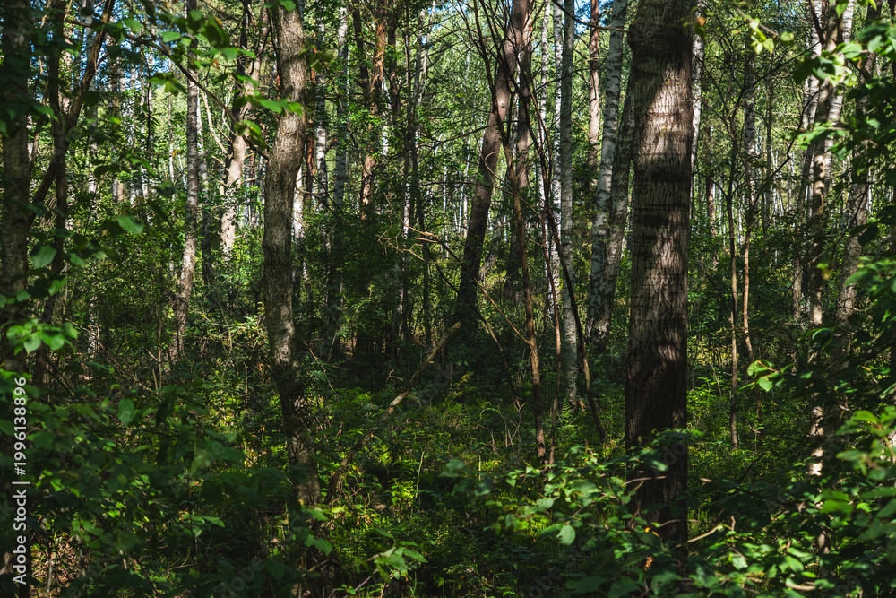 Fototapeta premium landscape of a riparian forest deprived of water during drought