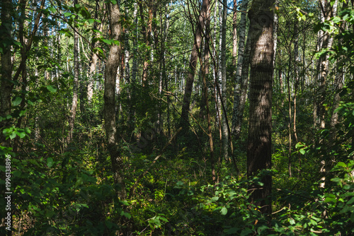 Fotografie landscape of a riparian forest deprived of water during drought