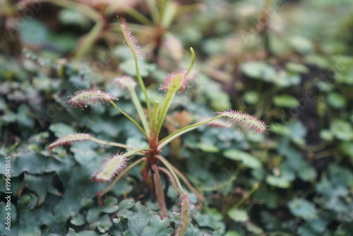 Sundew is a carnivorous plant. Drosera genus