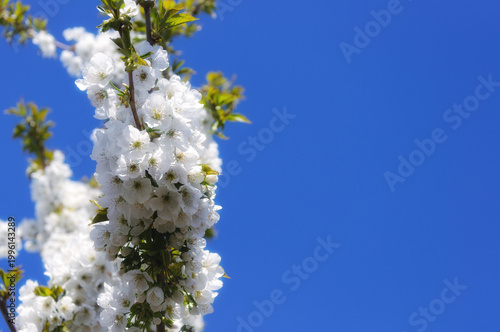 cherry blossoms against a blue sky