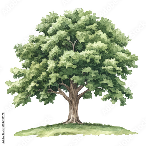 Bild auf Leinwand Chestnut Tree, watercolor vector portraying a joyful pose with colorful highlights, isolated on a white background