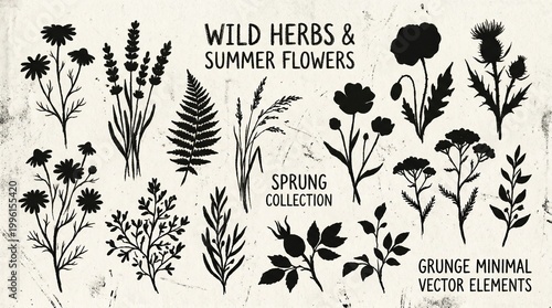 Wild herbs, summer flowers, grunge minimal vector icons, black silhouettes