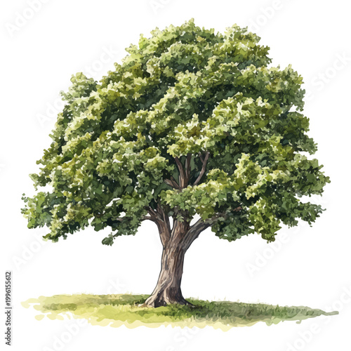 watercolor of Chestnut Tree illustration graphic, isolated on a white background.