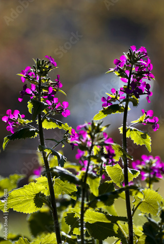 Miesiącznica roczna (Lunaria annua) w porannym słońcu - zbliżenie na purpurowe kwiaty