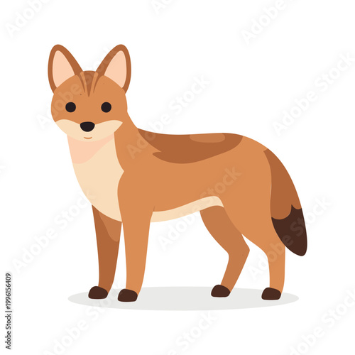 Adorable golden jackal stands on a white surface looking forward