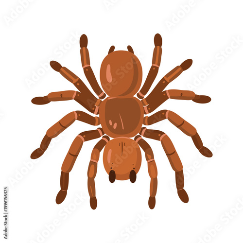 Brown spider with eight legs displayed on a white backdrop in a stock illustration