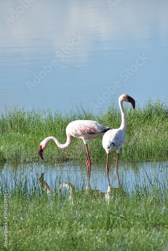 Photography Wildlife and Nature