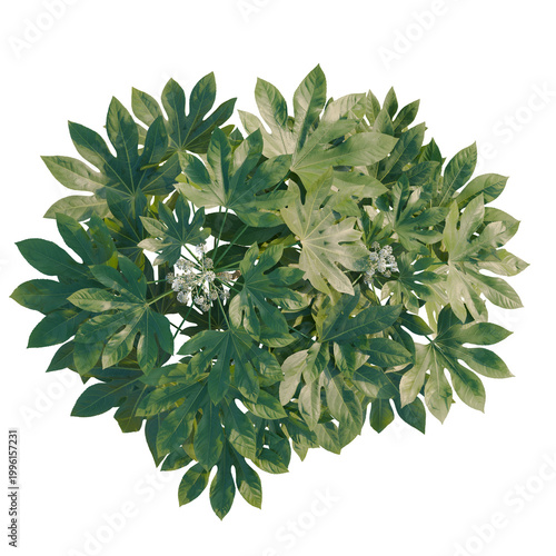 Photos Fatsia japonica tree plan, top view, cutout, transparent background, isolate, Single tree branch with vibrant green leaves, perfect for nature and botanical designs
