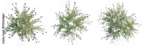 Photography Geum coccineum tree plan, top view, cutout, transparent background, isolate, Det