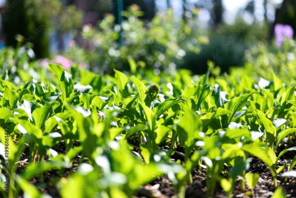 Obraz premium Lush green young plant sprouts emerging from dark soil in bright sunlight
