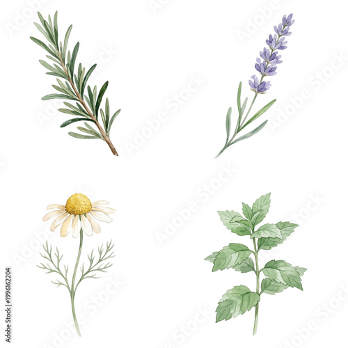 An array of exquisite botanical illustrations showcases the diverse beauty of nature, featuring detailed depictions of rosemary, lavender, chamomile, and mint in a light, airy style.