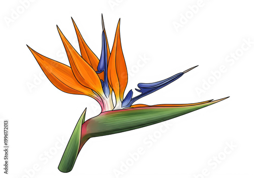 Bird of paradise flower bloom isolated on transparent background