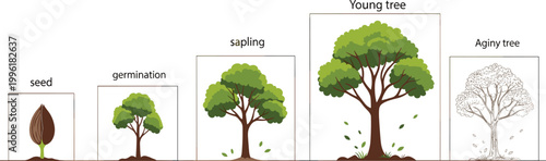 Quadro su tela Vector Illustration of Tree Lifecycle Stages from Seed to Aging Tree for Botanic