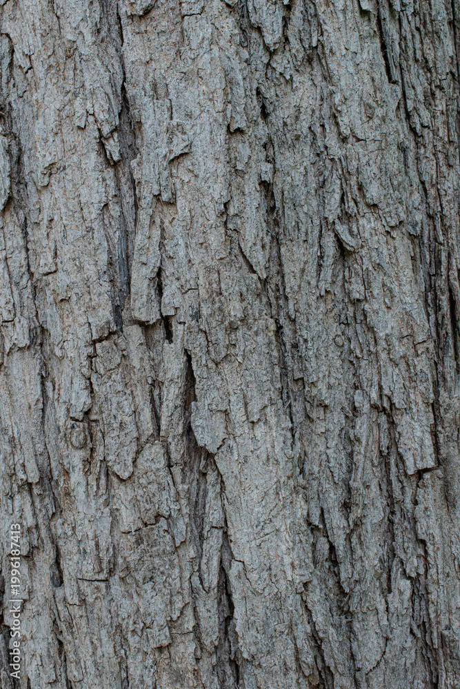 Fototapeta premium bark of a tree close up 