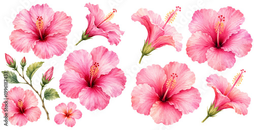 A delicate watercolor collection of pink hibiscus flowers featuring soft tropical blossoms leafy stems and gentle buds illustrated in a natural botanical style.