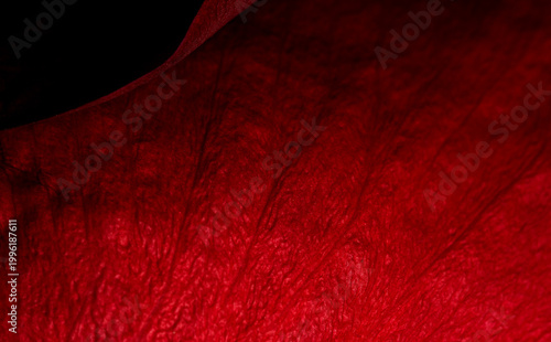 Red rose petal in the scale macro. Rose petal structure close-up. Abstract natural background.