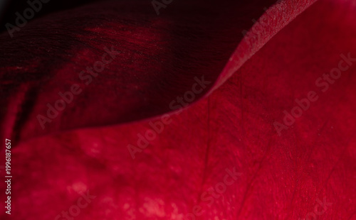 Red rose petal in the scale macro. Rose petal structure close-up. Abstract natural background.