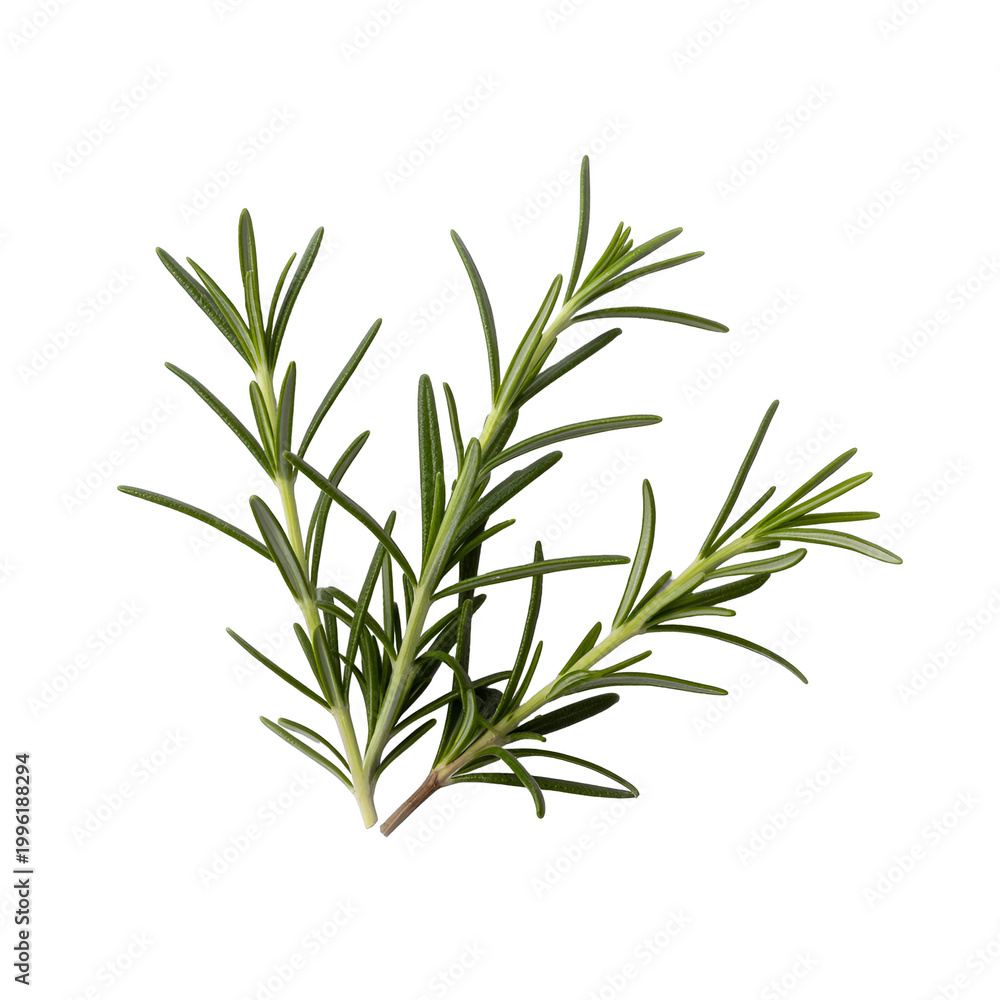 Obraz premium Fresh rosemary sprig with slender green leaves and woody stem