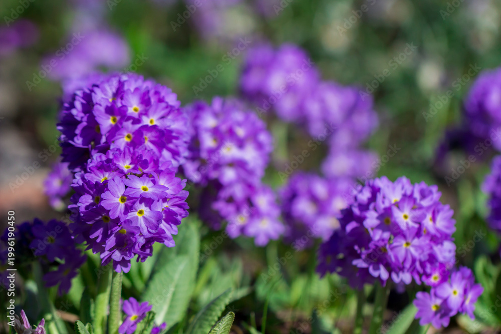 Obraz premium Primula purple shot with fine details