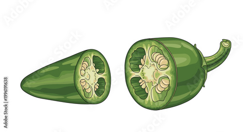 Detailed color illustration of a green jalape�o pepper sliced in half, revealing the internal seeds and glossy outer skin texture.