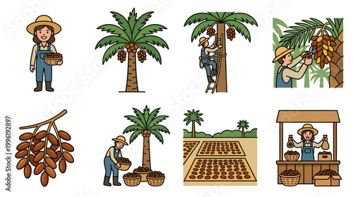 A collection of various date palm farmers harvesting picking and selling fresh fruit in a set of illustrated icons