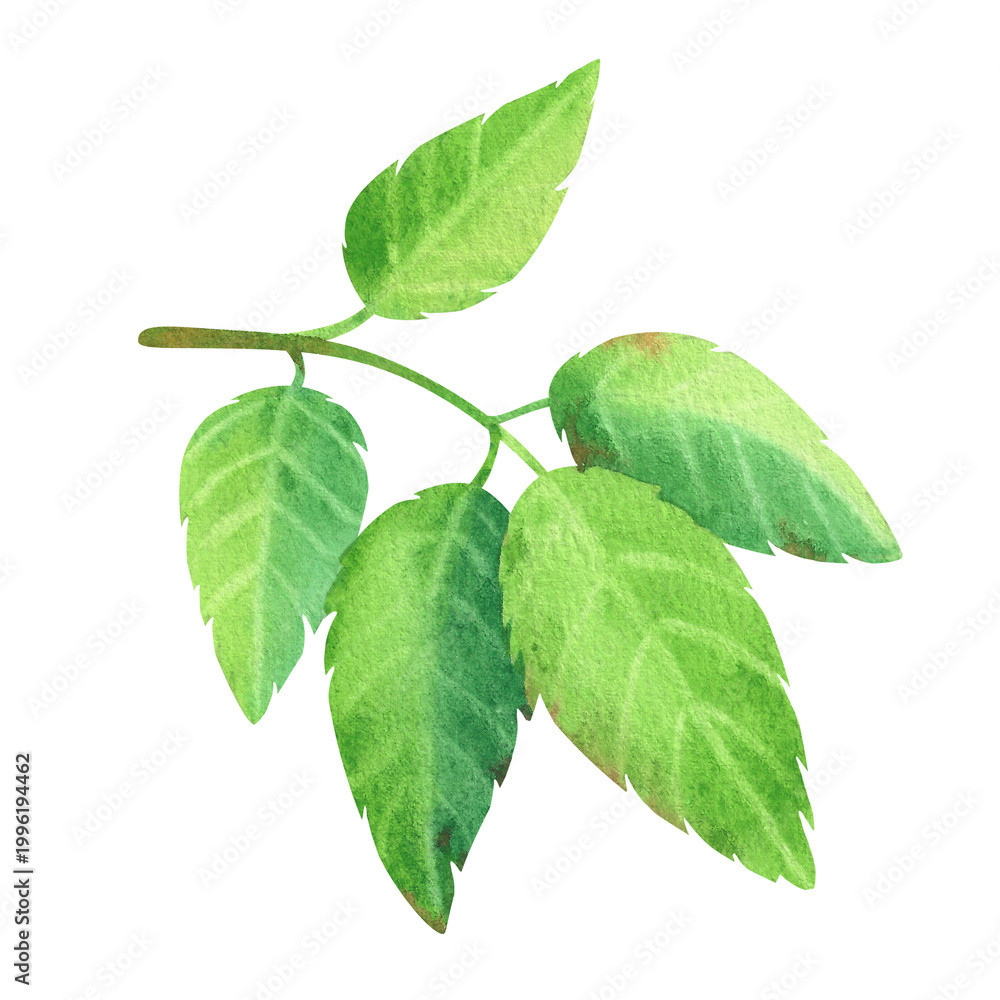 Obraz premium Green carved wild rose leaves, isolated watercolor illustration. Hand drawn rosehip branches. Lush foliage for label and packaging design for tea, oils, and cosmetics.