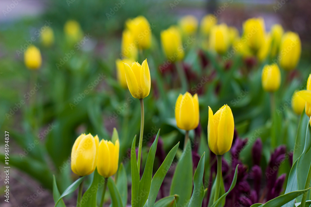 Obraz premium tulip general plan in the wild illustration of the natural colors