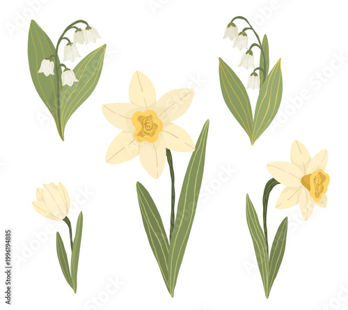 Daffodil and crocus flowers vector set. Hand drawn spring blooming plants for greeting cards and seasonal invitations.