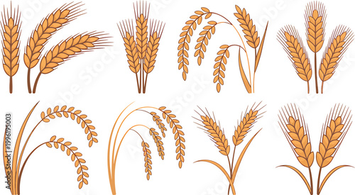 Collection of various wheat ears and rice stalks in different styles Vector Illustration on a transparent background.