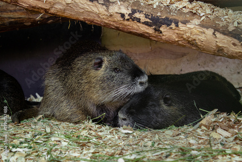 Fotografie Close-up portrait of a pair of nutria rodents resting on sawdust and straw