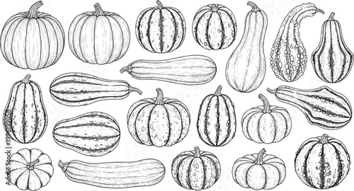 Vintage pumpkin and squash engraving vector set. Hand drawn autumn vegetables collection. Detailed line art illustration for harvest design, food packaging and seasonal decor.