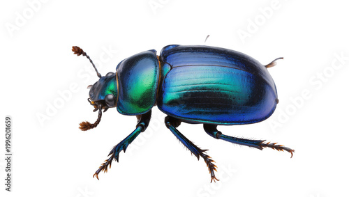 Billede på lærred Iridescent blue-green beetle with segmented legs and antennae, isolated on trans