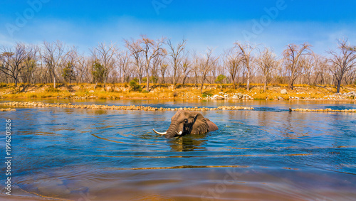 Wide shot , an elephant is swimming in the blue river clear water , dry forest is background.