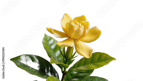 Fotografie Yellow gardenia flower with glossy green leaves, isolated on transparent backgro
