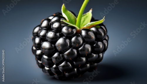 close up of a single blackberry with green calyx fruit