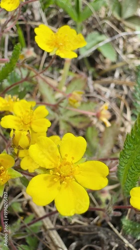 Close up of bright yellow wildflowers blooming in natural outdoor setting