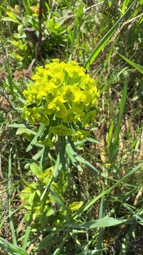 A cluster of bright yellow wild flowers bloom among green grasses