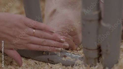 This video is a gentle close-up shot of an anonymous person’s hand reaching through metal bars to pet the snout of a pink domestic pig. 