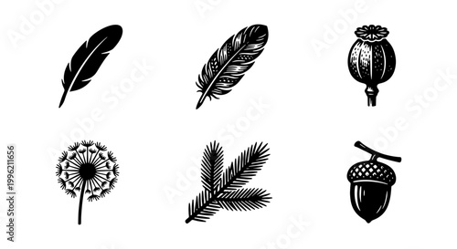 Vintage nature icons set, black ink botanical illustrations, 6 vector elements including feathers, poppy pod, dandelion, pine branch and acorn