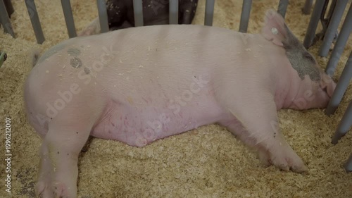 This video shows a large pink pig sleeping in hay in a holding pen. 