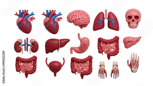 Human Organs and Skeletal Hands on White Background