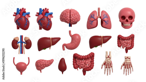 Human Organs and Skeletal Hands Collection human anatomy